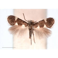 /filer/webapps/moths/media/images/C/capensis_Holocacista_AM_RNHL.jpg