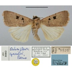 /filer/webapps/moths/media/images/G/gaedei_Ochropleura_PT_BMNH.jpg