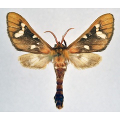/filer/webapps/moths/media/images/M/metarctiodes_Anapisa_AM_NHMO.jpg