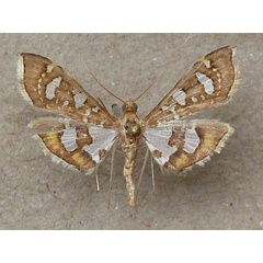 /filer/webapps/moths/media/images/Q/quadrinalis_Nausinoe_A_Butler.jpg