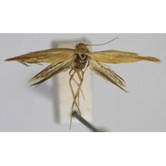/filer/webapps/moths/media/images/P/pterosaurella_Scythris_PT_Bengtsson.jpg