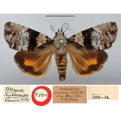 /filer/webapps/moths/media/images/H/hyblaeoides_Blenina_HT_BMNH.jpg