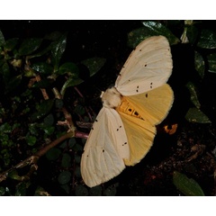 /filer/webapps/moths/media/images/D/diplosticta_Eyralpenus_AF_King.jpg