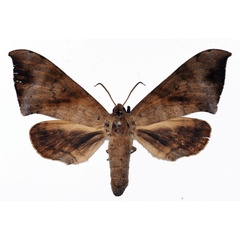 /filer/webapps/moths/media/images/C/contraria_Andriasa_A_Basquin.jpg