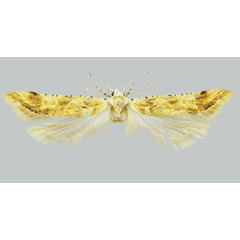 /filer/webapps/moths/media/images/I/irinae_Falcipenna_PTF_NHMUK.jpg