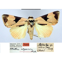 /filer/webapps/moths/media/images/A/abyssinica_Attatha_HT_ZMHB.jpg