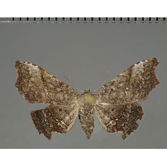 /filer/webapps/moths/media/images/I/ingens_Corgatha_AF_Fiebig.jpg