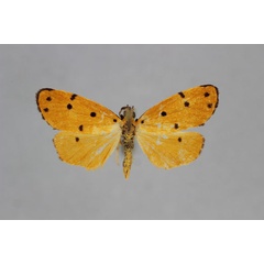/filer/webapps/moths/media/images/S/septentrionalis_Ochrota_HT_BMNH.jpg