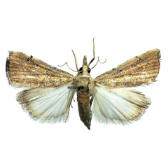 /filer/webapps/moths/media/images/L/lucipara_Ptychopseustis_AF_BMNH.jpg
