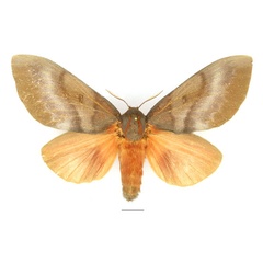 /filer/webapps/moths/media/images/R/robusta_Gonometa_AF_Basquin.jpg