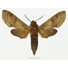 /filer/webapps/moths/media/images/D/diyllus_Hippotion_AF_Basquin_01a.jpg