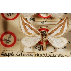 /filer/webapps/moths/media/images/R/rhabdocampa_Conchylia_HT_BMNH.jpg