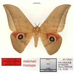 /filer/webapps/moths/media/images/M/melichari_Lobobunaea_HT_RBINS_01.jpg