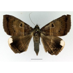 /filer/webapps/moths/media/images/M/mormoides_Achaea_AF_Basquin.jpg