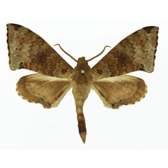 /filer/webapps/moths/media/images/H/hollandi_Polyptychus_AM_Basquin_01a.jpg