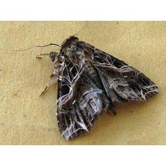 /filer/webapps/moths/media/images/M/maillardi_Callopistria_A_Goff_01.jpg