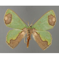/filer/webapps/moths/media/images/P/palliata_Lophorrhachia_A_ZSM_01.jpg