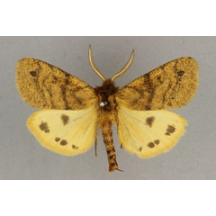 /filer/webapps/moths/media/images/K/kivuensis_Carcinarctia_AM_BMNH.jpg