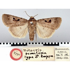 /filer/webapps/moths/media/images/S/semiluna_Ariathisa_HT_BMNH.jpg