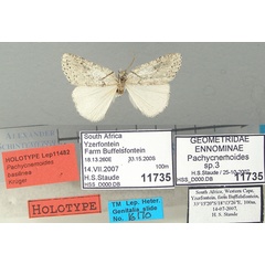 /filer/webapps/moths/media/images/B/basilinea_Pachycnemoides_HT_TMSA.jpg