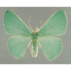 /filer/webapps/moths/media/images/P/panchlora_Prasinocyma_AF_TMSA.jpg