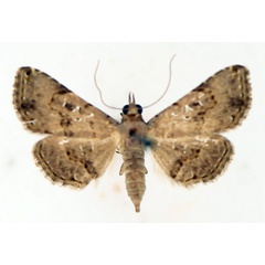/filer/webapps/moths/media/images/M/moestalis_Rhesala_AF_TMSA_01.jpg