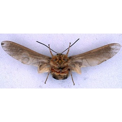 /filer/webapps/moths/media/images/D/dollmani_Paramelisa_LT_BMNH_02.jpg