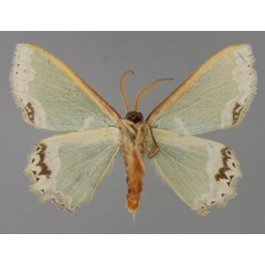 /filer/webapps/moths/media/images/C/chariessa_Archichlora_A_ZSM_02.jpg