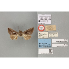 /filer/webapps/moths/media/images/P/pratti_Phytometra_HT_BMNHa.jpg