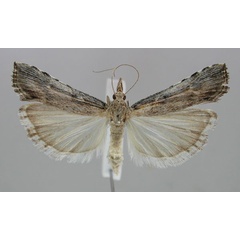 /filer/webapps/moths/media/images/A/ariditatis_Crambicybalomia_PT_KLMK.jpg