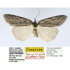/filer/webapps/moths/media/images/B/basutensis_Pachycnemoides_PTF_TMSA.jpg