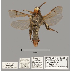 /filer/webapps/moths/media/images/T/thyrsodoxa_Gymnosophistis_ST_OUMNH_02.jpg