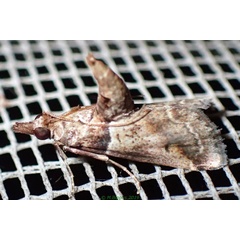 /filer/webapps/moths/media/images/S/saramitoi_Hypotia_A_Bippus_03.jpg