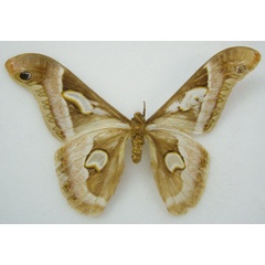 /filer/webapps/moths/media/images/L/lineata_Drepanoptera_HT_NHMUKb.jpg