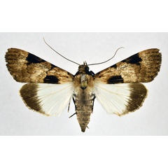 /filer/webapps/moths/media/images/N/nigrior_Audea_A_NHMO_01.jpg