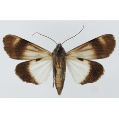 /filer/webapps/moths/media/images/A/agrotidea_Audea_AF_Basquinb.jpg