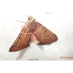 /filer/webapps/moths/media/images/V/vohilavalis_Clupeosoma_A_Bippus.jpg