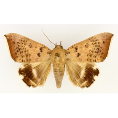 /filer/webapps/moths/media/images/V/violaceofascia_Achaea_AM_TMSA_02.jpg