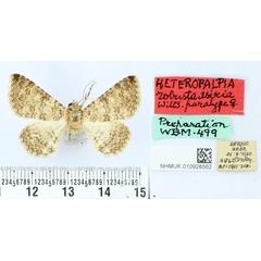 /filer/webapps/moths/media/images/A/asiria_Heteropalpia_PT_BMNH.jpg