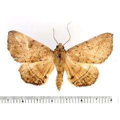 /filer/webapps/moths/media/images/D/discipuncta_Blasticorhinus_AF_BMNH.jpg