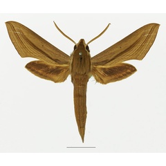 /filer/webapps/moths/media/images/B/balsaminae_Hippotion_AM_Basquin_02a.jpg