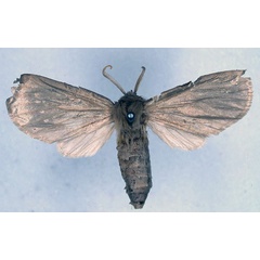 /filer/webapps/moths/media/images/S/subargentea_Apisa_HT_BMNH_01.jpg