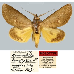 /filer/webapps/moths/media/images/V/vadoni_Hemiceratoides_HT_MNHN.jpg