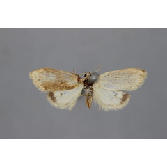 /filer/webapps/moths/media/images/A/albida_Anaemosia_ST_BMNH.jpg