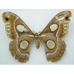 /filer/webapps/moths/media/images/L/lugardi_Epiphora_HT_NHMUKb.jpg