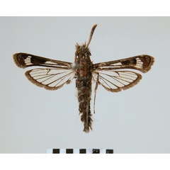 /filer/webapps/moths/media/images/B/brevicornis_Agriomelissa_HT_ZMHB.jpg