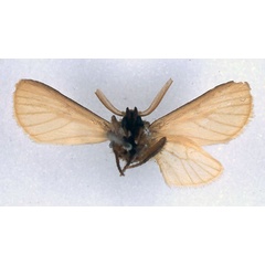 /filer/webapps/moths/media/images/S/salmonea_Metarctia_HT_BMNH_02.jpg