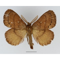 /filer/webapps/moths/media/images/L/leucocyma_Philotherma_AM_Basquin_02.jpg