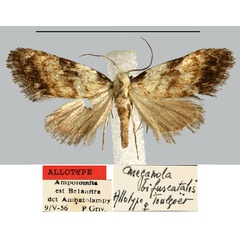 /filer/webapps/moths/media/images/B/bifuscatalis_Meganola_AT_MNHN.jpg
