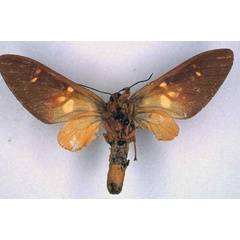 /filer/webapps/moths/media/images/C/congoensis_Balacra_HT_BMNH_02.jpg